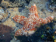 starfish.jpg